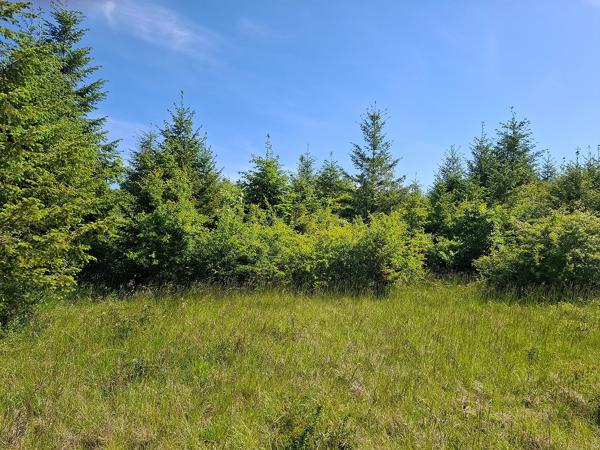 JEUNE PLANTATION DE 8 HECTARES Badonvilliers-gérauvilliers