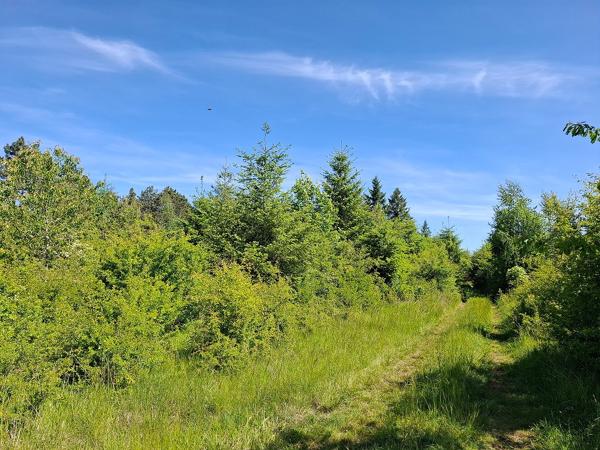 JEUNE PLANTATION DE 8 HECTARES Badonvilliers-gérauvilliers
