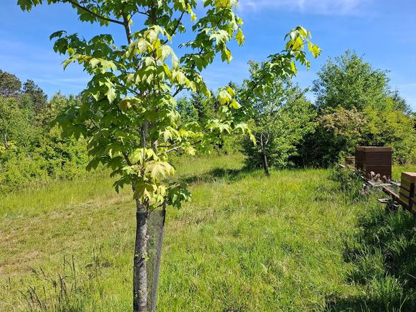JEUNE PLANTATION DE 8 HECTARES Badonvilliers-gérauvilliers