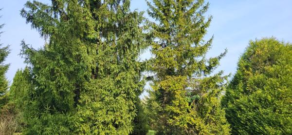 Terrain à BEAUCE LA ROMAINE, 41160 - 5824m²