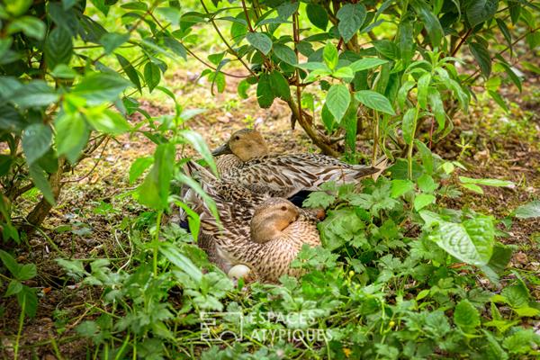 Propriété avec piscine à proximité dans le cadre bucolique du Marais Vernier