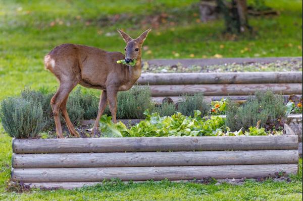 Quend (80120) Propriété de caractère - plus de 4,5 hectares – secteur Le Crotoy / Marquenterre (80120)