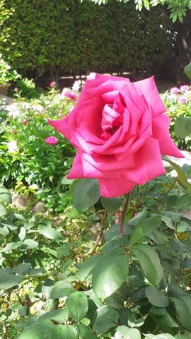 À VENDRE : Maison de caractère, 140 m², 5 chambres sur une parcelle de 372 m2