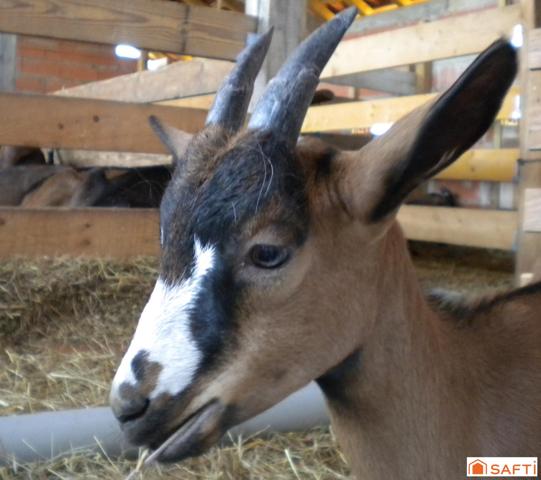 Terres agricoles, 5Ha, avec activité Caprins Bio