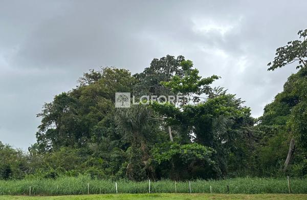 Achat terrain Remire-Montjoly - 2620 m² - 471 600 €