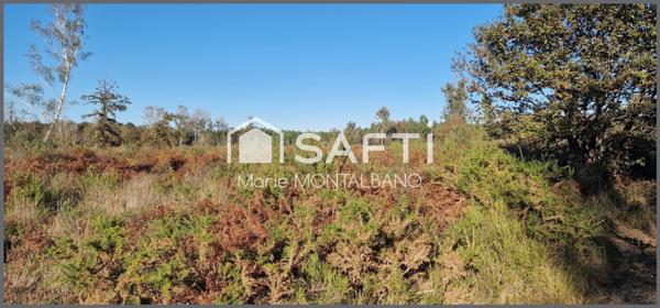 Grand terrain forestier 8h à Biganos