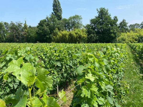 Opportunité confidentielle et rarissime : un château viticole d'exception au coeur de Saint-Georges-Saint-Émilion