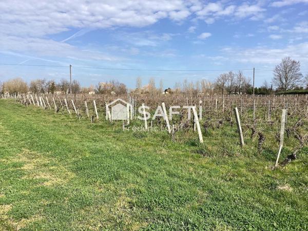parcelles de vignes à Saint Emilion en bio .dont le cépage ce compose de 70 % de merlots et 30 % de cabernets francs
