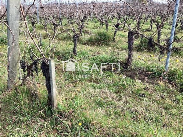 parcelles de vignes à Saint Emilion en bio .dont le cépage ce compose de 70 % de merlots et 30 % de cabernets francs