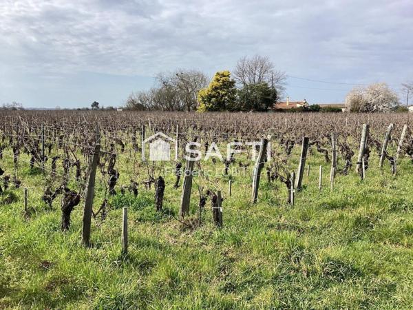 parcelles de vignes à Saint Emilion en bio .dont le cépage ce compose de 70 % de merlots et 30 % de cabernets francs