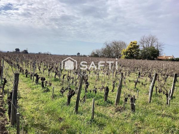 parcelles de vignes à Saint Emilion en bio .dont le cépage ce compose de 70 % de merlots et 30 % de cabernets francs