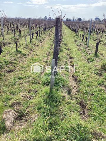 parcelles de vignes à Saint Emilion en bio .dont le cépage ce compose de 70 % de merlots et 30 % de cabernets francs