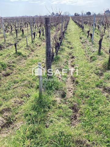 parcelles de vignes à Saint Emilion en bio .dont le cépage ce compose de 70 % de merlots et 30 % de cabernets francs