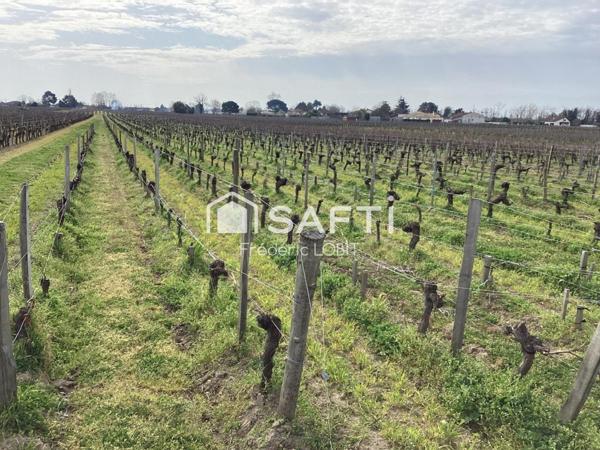 parcelles de vignes à Saint Emilion en bio .dont le cépage ce compose de 70 % de merlots et 30 % de cabernets francs