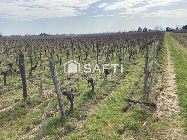 parcelles de vignes à Saint Emilion en bio .dont le cépage ce compose de 70 % de merlots et 30 % de cabernets francs