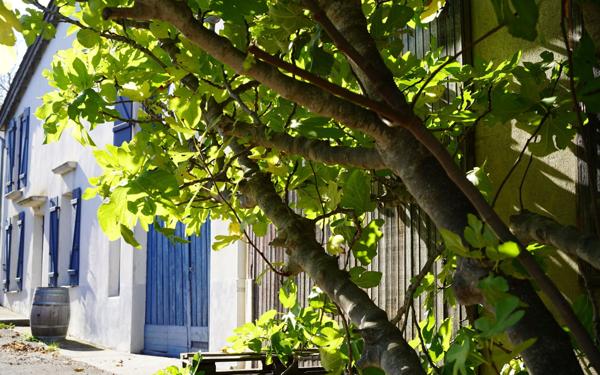 Maison à vendre    5 pièces •  Cascastel-des-Corbières