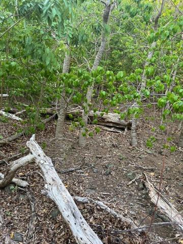 A VENDRE 4 MAGNIFIQUES TERRAINS  VUE MER ET MONTAGNES A TERRE DE HAUT LES SAINTES