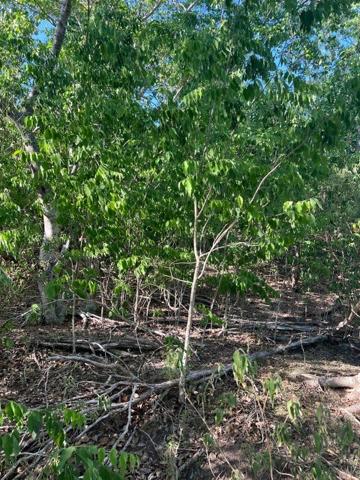 A VENDRE 4 MAGNIFIQUES TERRAINS  VUE MER ET MONTAGNES A TERRE DE HAUT LES SAINTES