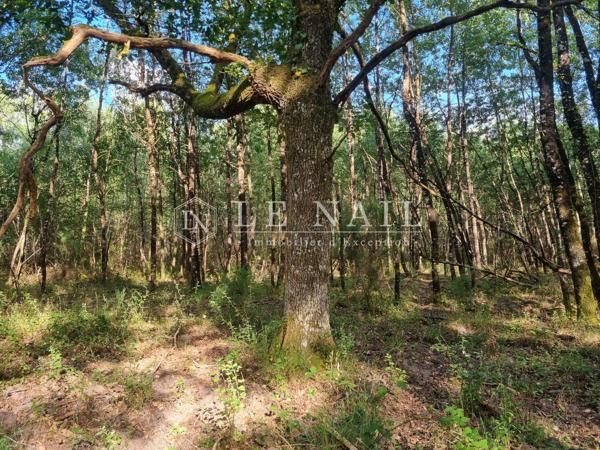 Rare territoire de 112 hectares avec étangs en Sologne