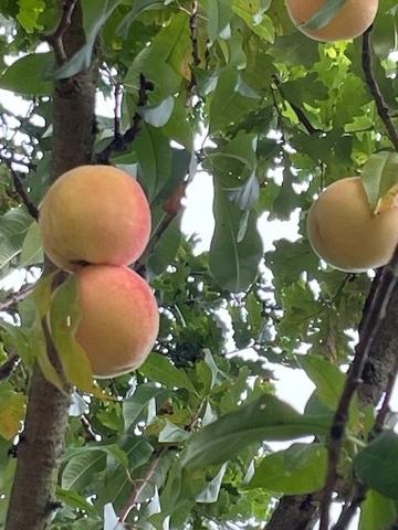 Terrain plat et arboré, de plus de 3 400m², pour votre projet de vie !