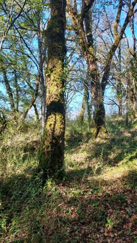 Terrain à vendre de 1 255,00 m² BALADOU (46)