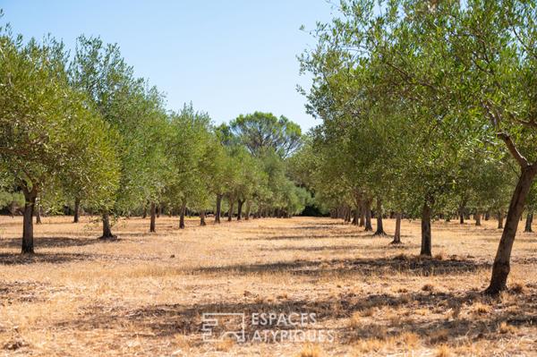 Domaine avec son vignoble son oliveraie et ses annexes