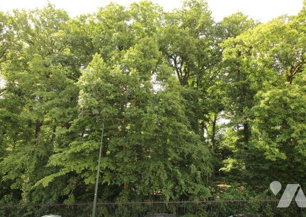 LE PLESSIS ROBINSON - FACE AU BOIS DE LA GARENNE - A 8 MIN A PIED DU CENTRE VILLE ET DU T6