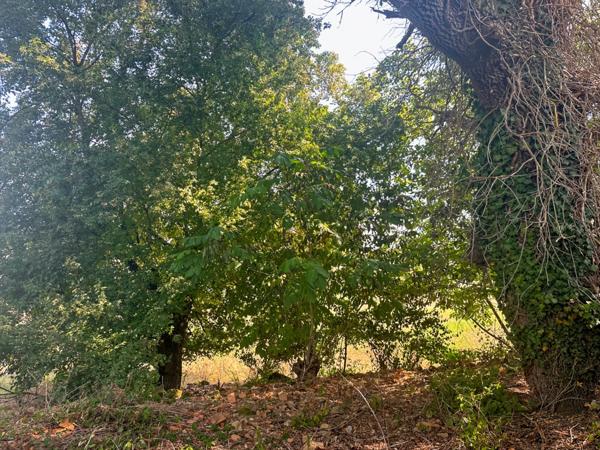 Maison en pierre à vendre 5 pièces MONTESQUIOU (32) - 147 m² habitables avec atelier 150 m2 - Terrain 2870 m2