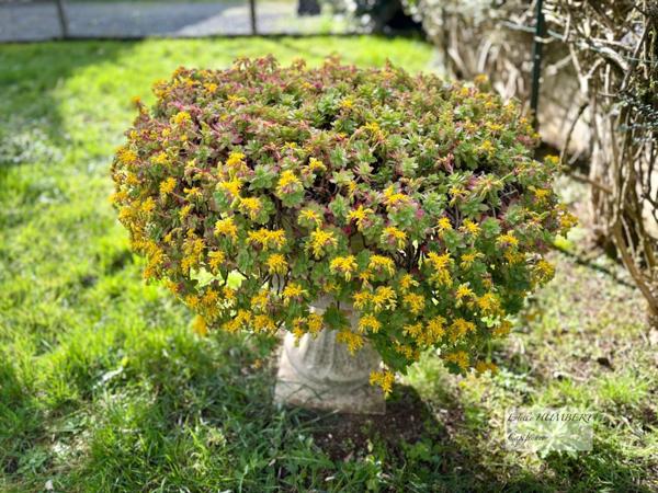 Maison 4 Chambres-LA ROCHELLE (17)