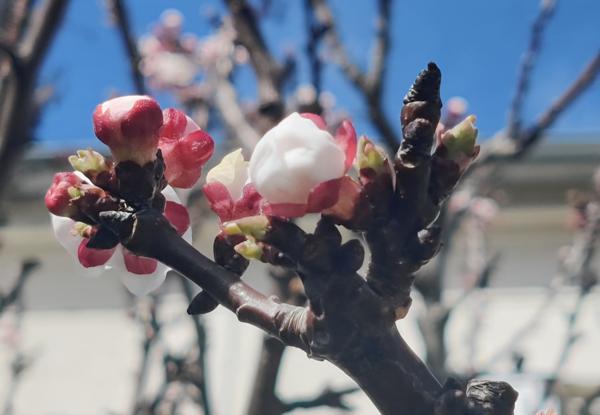 Champigny-sur-Marne (94500) À VENDRE – Maison 6 pièces rénovée par architectes – Quartier du Plant, Champigny-sur-Marne