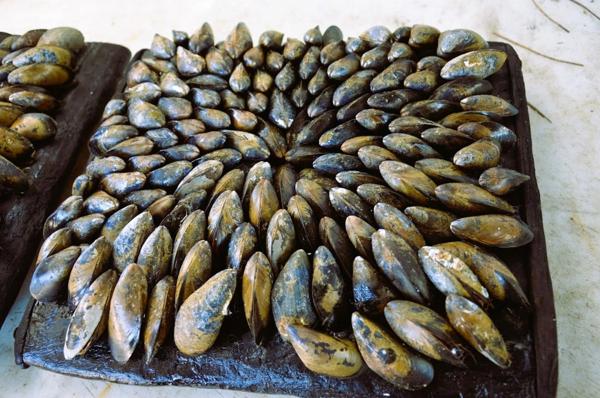 ILE D'OLÉRON emplac N°1, AV Murs 321m², marais 1,2ha et Fonds aquacole de production & dégustation de fruits de mer