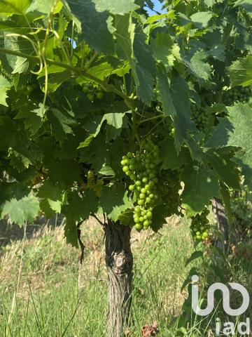 Terrain à vendre 216 211 m² Magalas