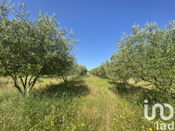 Terrain à vendre 216 211 m² Magalas