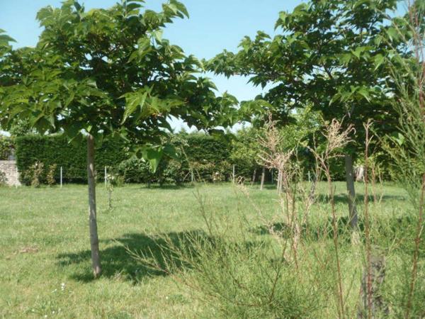TERRAIN A BATIR DOLUS D OLERON - 527 m2
