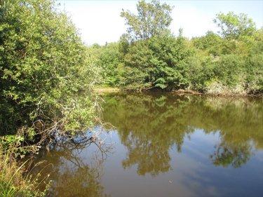 Terrain de loisirs - Bois - Etang à vendre à Fleurey-lès-Faverney en Haute-Saône (70160), ref : CP/E44
