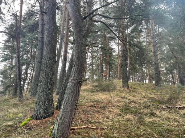 À VENDRE  PARCELLE BOISEE AU ROUCHAT