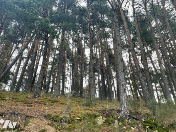 À VENDRE  PARCELLE BOISEE AU ROUCHAT