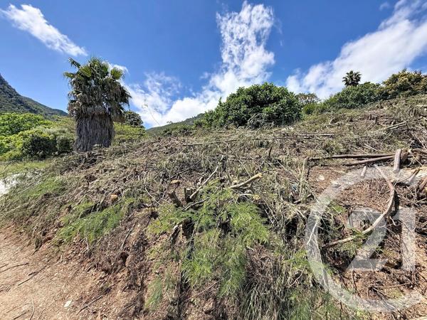 Terrain à vendre  630 m 2   CERVIONE  - 202