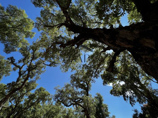 Lecci (20137) MINI VILLA T3 MEZZANINE AVEC TERRASSE A ST CYPRIEN PROCHE DE LA PLAGE
