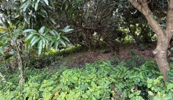 Terrain à Batir à vendre à Saint-Joseph à la Réunion (97480), ref : 97411-339