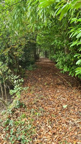 🏞️ Terrain de loisirs exceptionnel – 4,4 hectares – Étangs, bois & ruisseau 📍 Croissanville (14) – Calvados