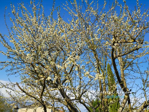 Maison à vendre 7 pièces P7 FONTENAY LE FLEURY (78)