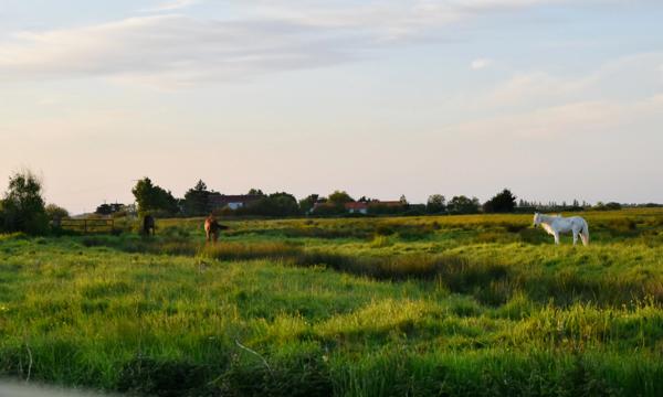 Dans un cadre naturel exceptionnel et intime, au coeur du Marais Breton Vendéen, une longère de 5 pièces située à 20 minutes des plages et des portes de Noirmoutier, à SAINT GERVAIS (85)
