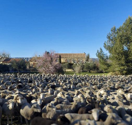 Mérindol (84360) Mas de caractère sur une belle parcelle arborée de 10.000m²