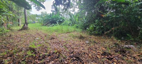 Petit-Bourg (97170) Terrain constructible 15721m²