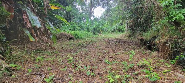 Petit-Bourg (97170) Terrain constructible 15721m²