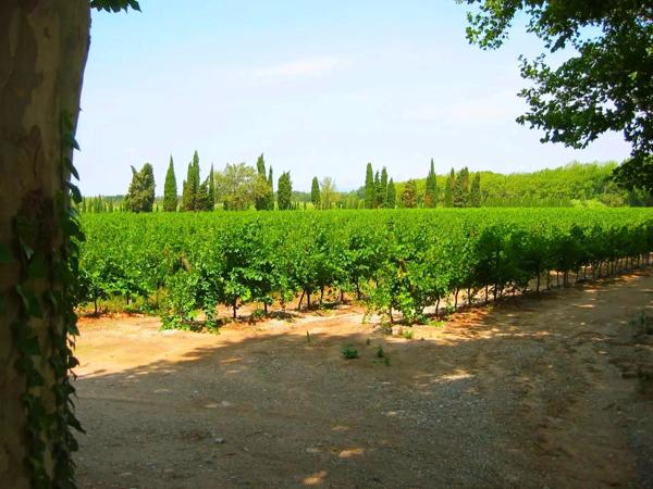 Domaine avec vignes et gîtes