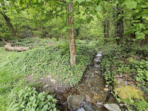 Agréable parcelle de forêt à Saint-Paul-sur-Isère (73730)