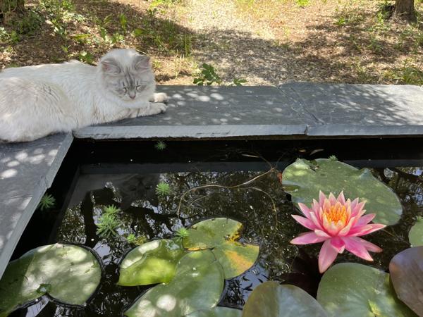 Propriete Dans UN Univers Bucolique