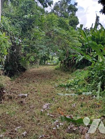 Grand terrain en zone constructible et naturelle